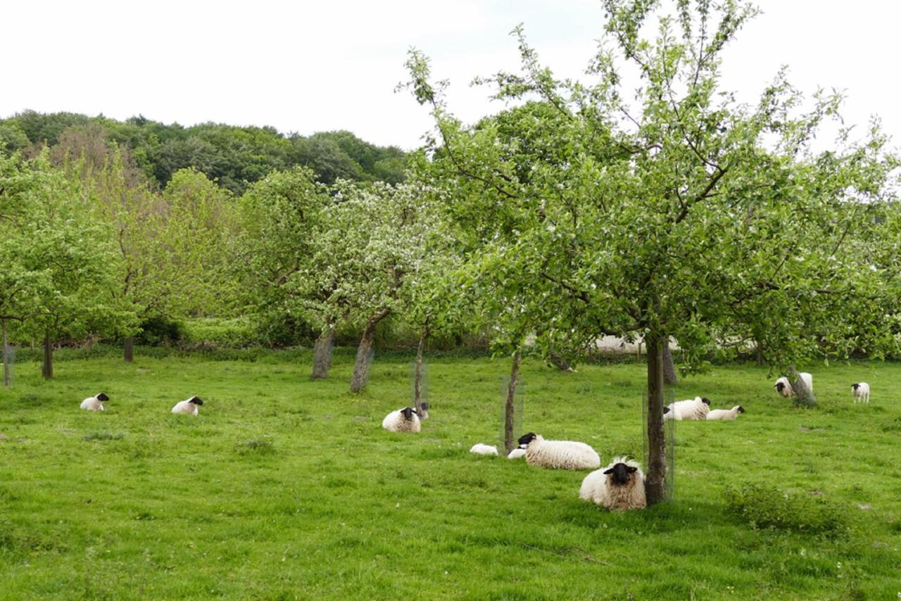 Ferienwohnung An Der Obstwiese Borgholzhausen Esterno foto